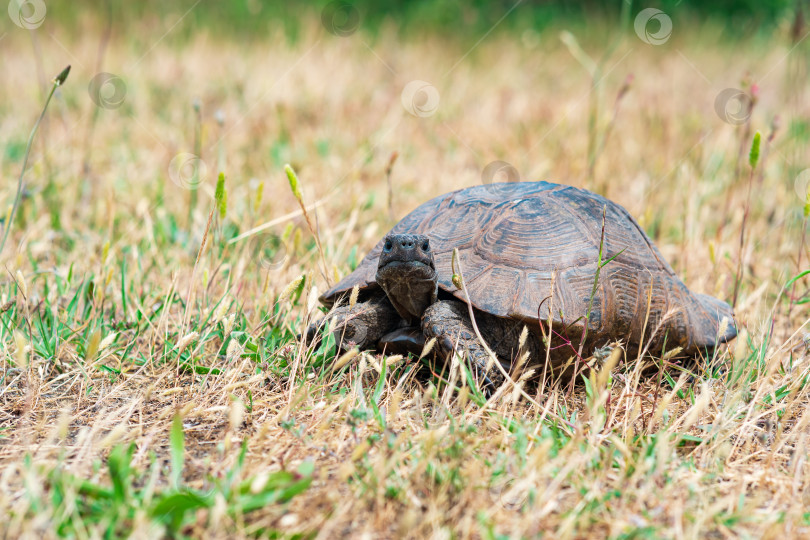 Скачать греческая черепаха среди сухой травы на открытом воздухе фотосток Ozero