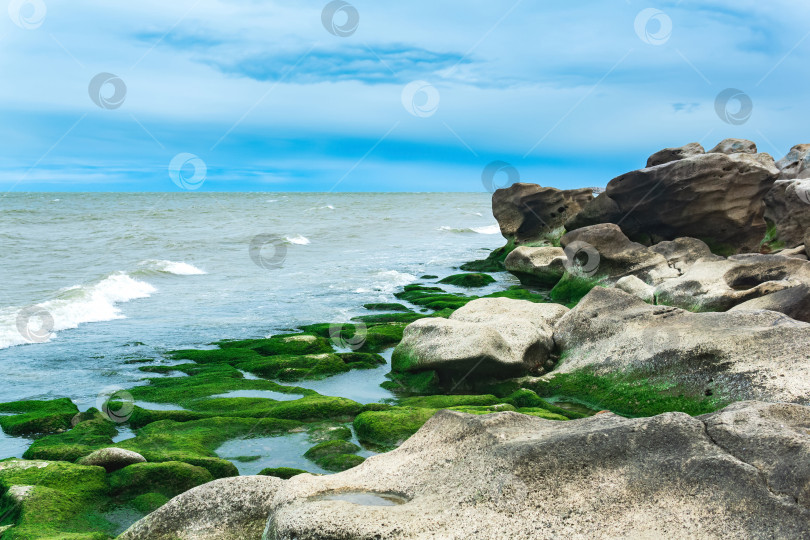 Скачать морской пейзаж, берег Каспийского моря с покрытыми водорослями прибрежными камнями фотосток Ozero