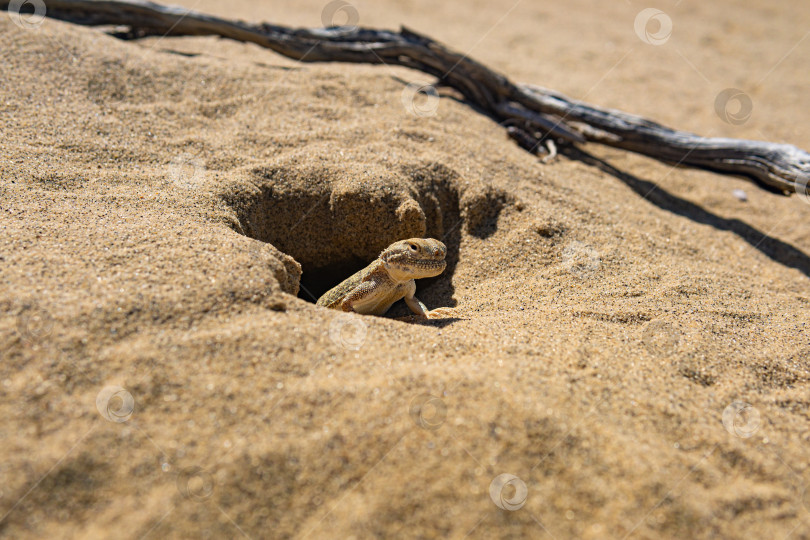 Скачать портрет пустынной ящерицы с головой жабы agama Phrynocephalus mystaceus в своей норе фотосток Ozero