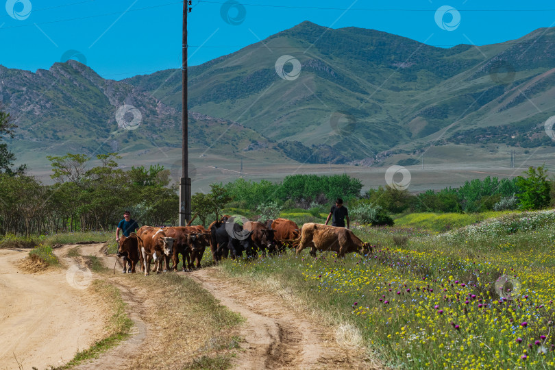 Скачать пастухи гонят быков на пастбище по сельской дороге в Дагестане фотосток Ozero