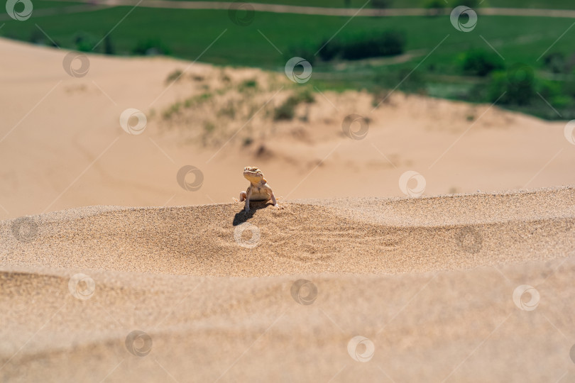 Скачать пустынная ящерица Phrynocephalus mystaceus (тайная жабоголовая агама) на песчаной дюне Сарыкум фотосток Ozero
