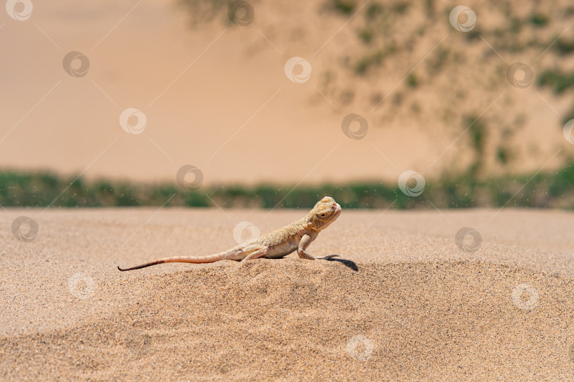 Скачать пустынная ящерица тайная жабоголовая агама (Phrynocephalus mystaceus) на песчаной дюне Сарыкум фотосток Ozero