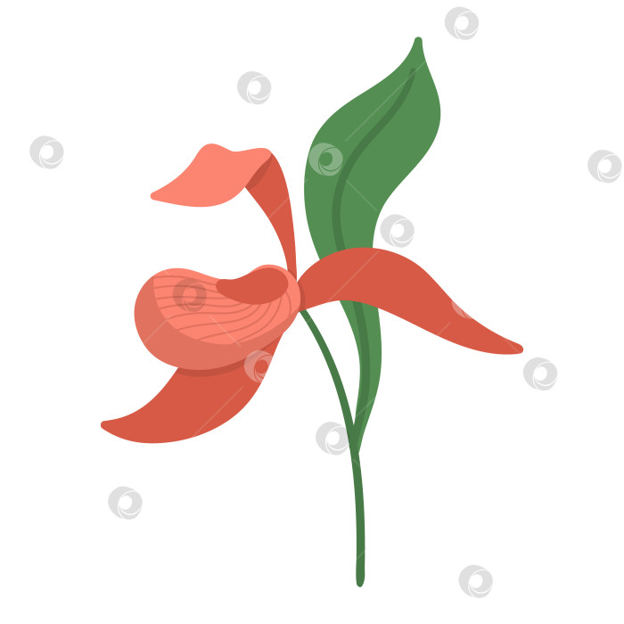 Скачать Векторный значок женской туфельки. Изображение исчезающего вида. Орхидея, выделенная на белом фоне. Иллюстрация цветущего тропического растения. Цветочный клипарт. Милое плоское летнее цветение фотосток Ozero