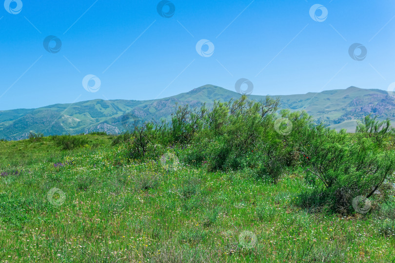 Скачать цветущая весенняя степь в предгорьях Кавказских гор, пейзаж в Дагестане фотосток Ozero