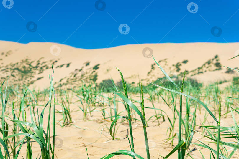 Скачать стебель дикой злаковой травы вырастает из песка после дождя в пустыне фотосток Ozero