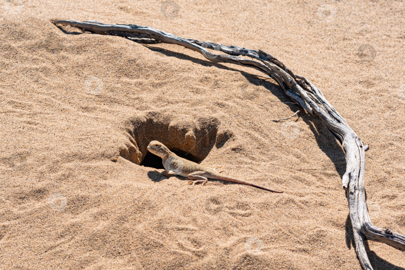 Скачать жабоголовая ящерица агама возле своей норы в песке пустыни фотосток Ozero