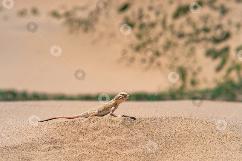 Скачать пустынная ящерица тайная жабоголовая агама (Phrynocephalus mystaceus) на песчаной дюне Сарыкум фотосток Ozero