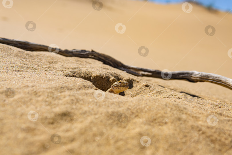 Скачать жабоголовая ящерица агама возле своей норы в песке пустыни фотосток Ozero