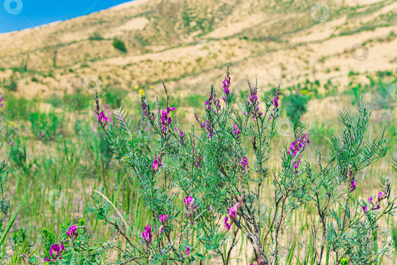 Скачать пурпурные цветы астрагала в цветущей весенней пустыне, песчаная дюна Сарыкум фотосток Ozero