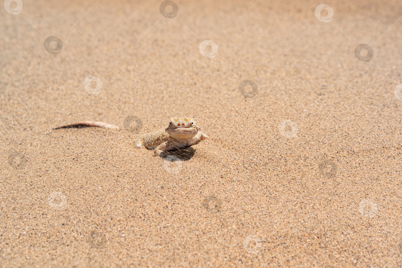 Скачать пустынная ящерица жабоголовая агама, наполовину зарывшаяся в песок, крупный план фотосток Ozero