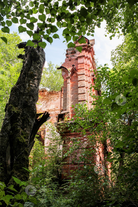 Скачать Развалины в лесу. фотосток Ozero