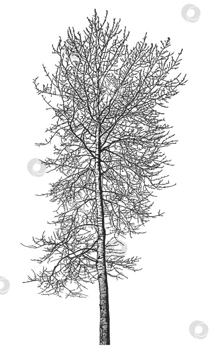 Скачать Cилуэт дерева на белом фоне. Реалистичная черно белая иллюстрация осины. фотосток Ozero