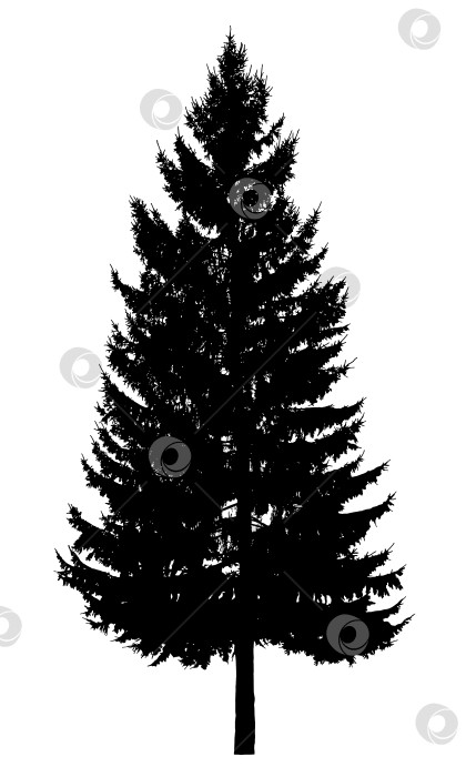 Скачать Cилуэт дерева на белом фоне. Реалистичная черно белая иллюстрация пихты. фотосток Ozero