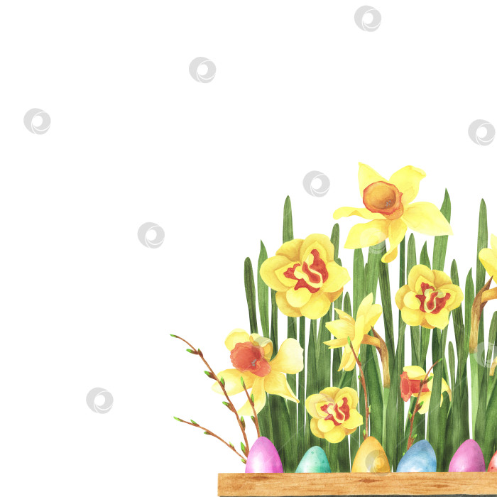 Скачать Пасхальные цветы нарциссы, форзиция с цветными яйцами, выделенными на белом фоне. Иллюстрация к ручному рисунку акварелью фотосток Ozero
