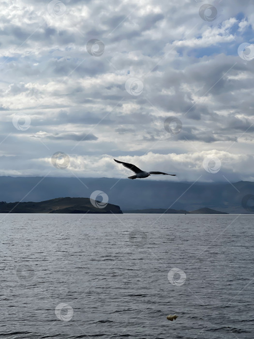 Скачать Чайка, летящая в небе над озером Байкал фотосток Ozero