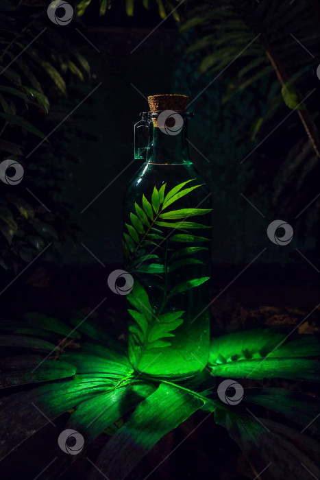 Скачать Закупоренная бутылка с зеленой веткой в темных зарослях фотосток Ozero
