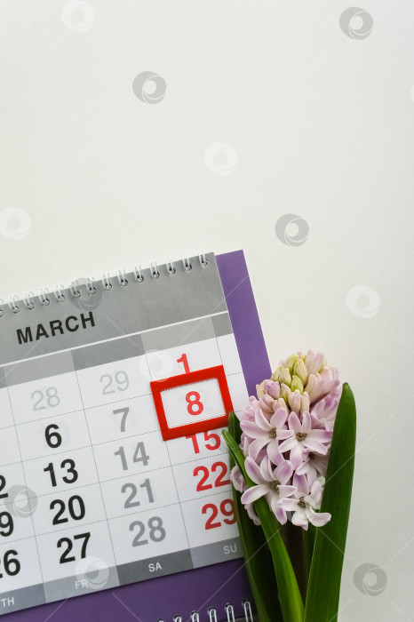 Скачать 8 марта - Международный женский день. Вертикальная фотография даты с календарем и цветком гиацинта. фотосток Ozero
