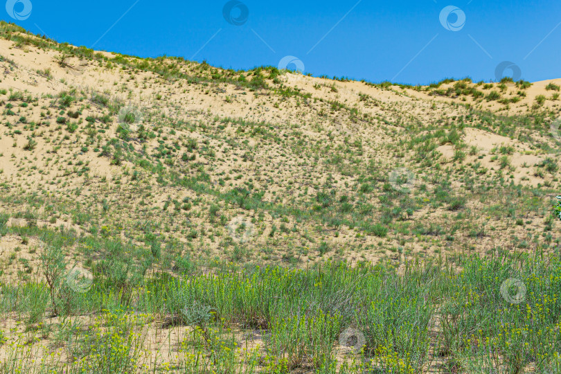 Скачать весенняя пустыня, цветущая растительность на краю песчаной дюны Сарыкум фотосток Ozero