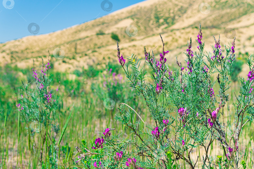 Скачать пурпурные цветы астрагала в цветущей весенней пустыне, песчаная дюна Сарыкум фотосток Ozero