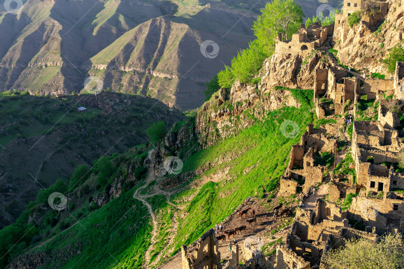Скачать вид на заброшенные горные деревни Гамсутль и Куриб в Дагестане, которые стали туристической достопримечательностью фотосток Ozero