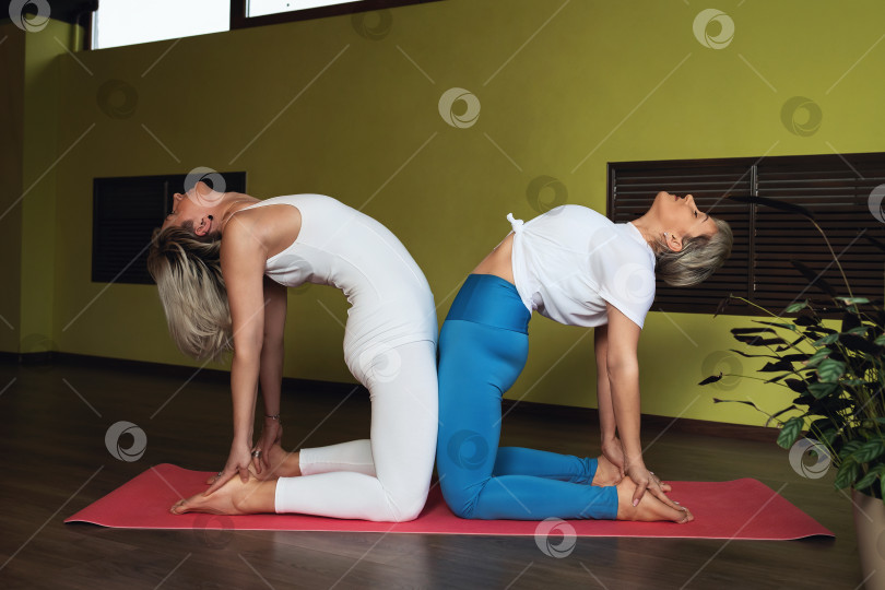 Скачать Две женщины, ведущие здоровый образ жизни и практикующие йогу, вместе выполняют упражнение уштрасана, поза верблюда, тренируются в спортивной одежде в комнате на коврике фотосток Ozero