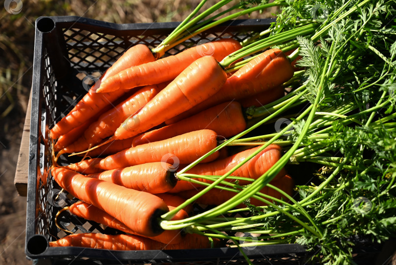 Скачать Корзиночка со свежей морковью. Сбор урожая. фотосток Ozero
