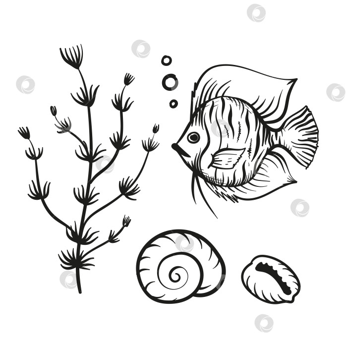 Скачать Рыба, ракушки и морские водоросли в стиле каракулей. Набор векторов. фотосток Ozero