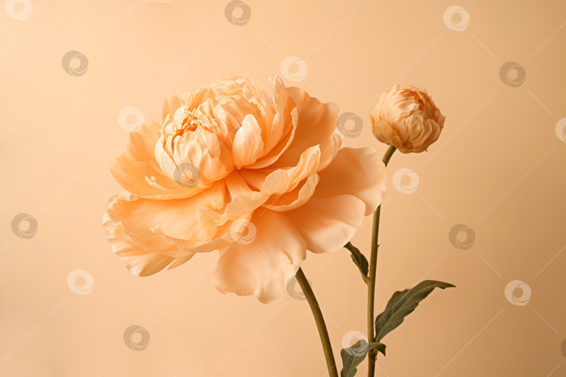 Скачать Большой бледно-оранжевый цветок, выделенный на кремовом фоне светло-пастельно-оранжевого цвета. Минималистичный цветочный фон в нежных пастельно-оранжевых тонах. Баннер с цветочным рисунком пиона, место для копирования. Порождающий искусственный интеллект фотосток Ozero