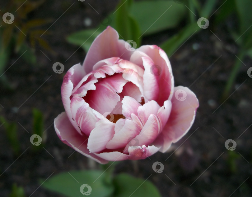 Скачать милый розовый тюльпан фотосток Ozero