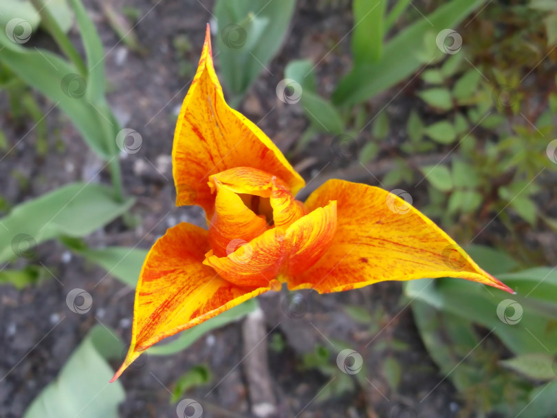 Скачать жёлто-оранжевый тюльпан сверху. цветок. фотосток Ozero