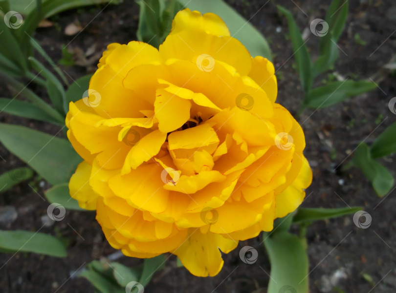 Скачать жёлтый тюльпан. цветок фотосток Ozero