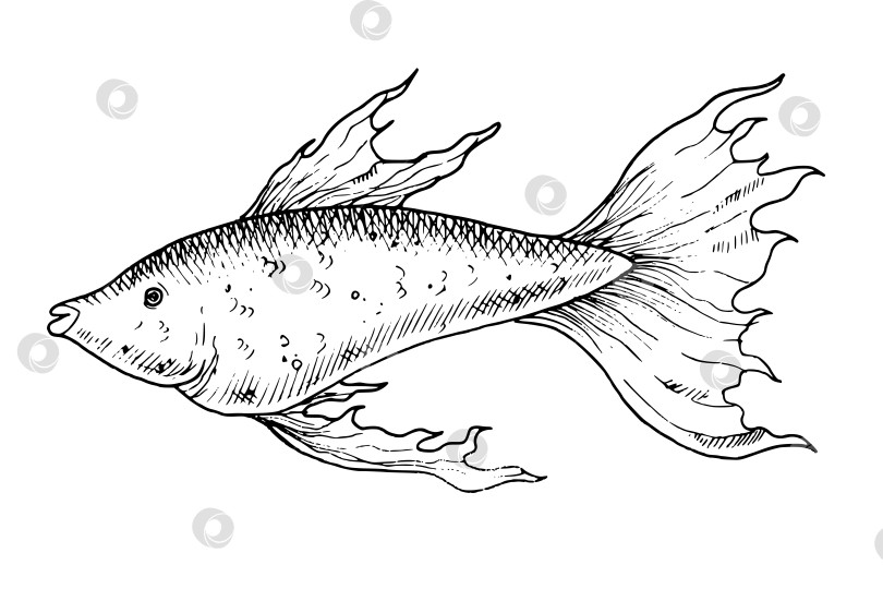 Скачать Векторная иллюстрация Гуппи. Нарисованная от руки иллюстрация рыбы в контурном стиле, нарисованная черными чернилами на изолированном белом фоне. Рисунок подводного животного для иконки или логотипа. Монохромная гравюра фотосток Ozero