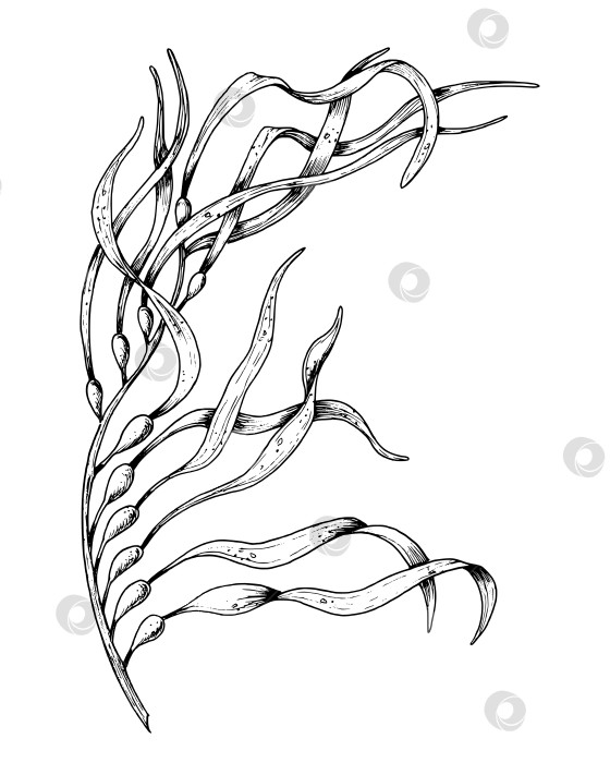 Скачать Векторная иллюстрация морских водорослей. Нарисованный от руки рисунок водорослей в контурном стиле, выполненный черными чернилами на белом изолированном фоне. Линейный рисунок подводной ламинарии. Гравировка морского растения для косметики фотосток Ozero