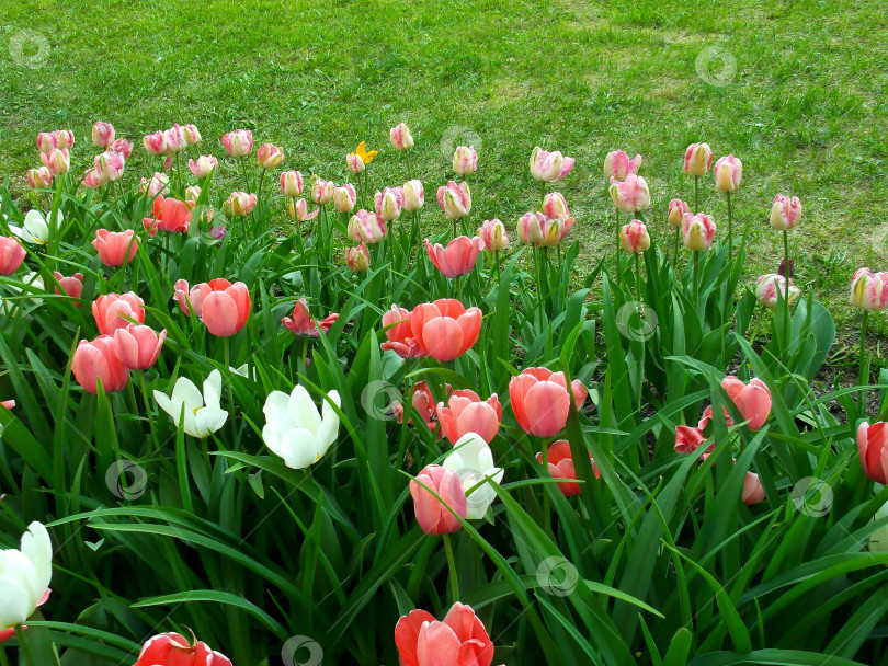Скачать тюльпаны и зелёный газон фотосток Ozero