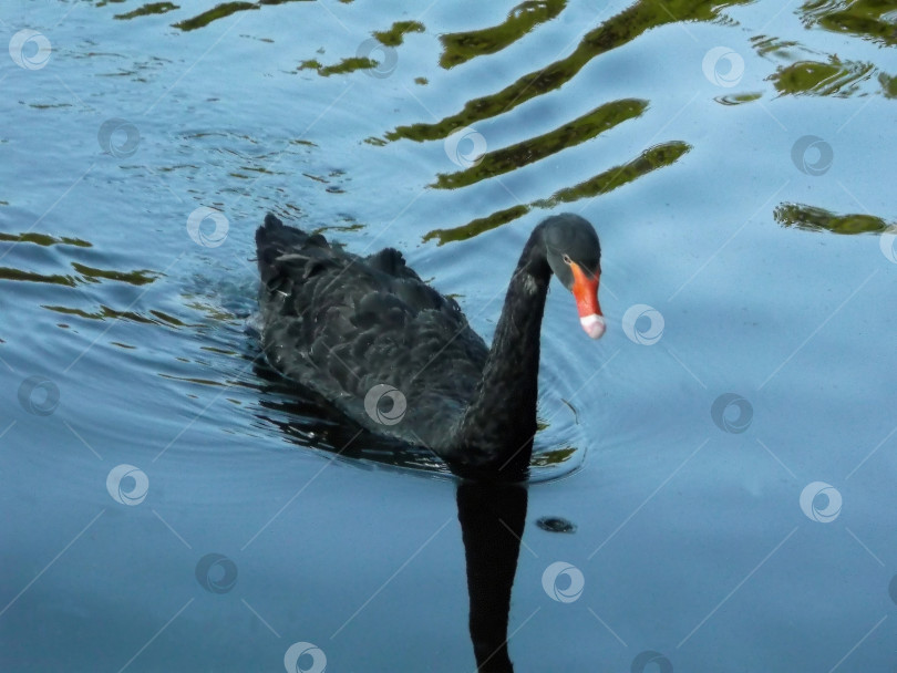 Скачать Черный лебедь плавает в пруду фотосток Ozero
