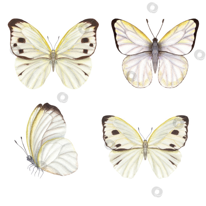 Скачать Набор акварельных бабочек-капустниц, изолированных на белом фоне. Идеально подходит для обоев, принта, текстиля, детской комнаты, скрапбукинга, свадебных приглашений, дизайна баннеров, открыток, одежды фотосток Ozero