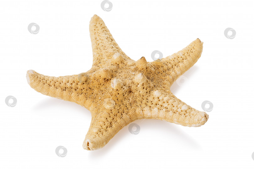 Скачать Морская звезда, выделенная на белом фоне. Сложенная фотография фотосток Ozero