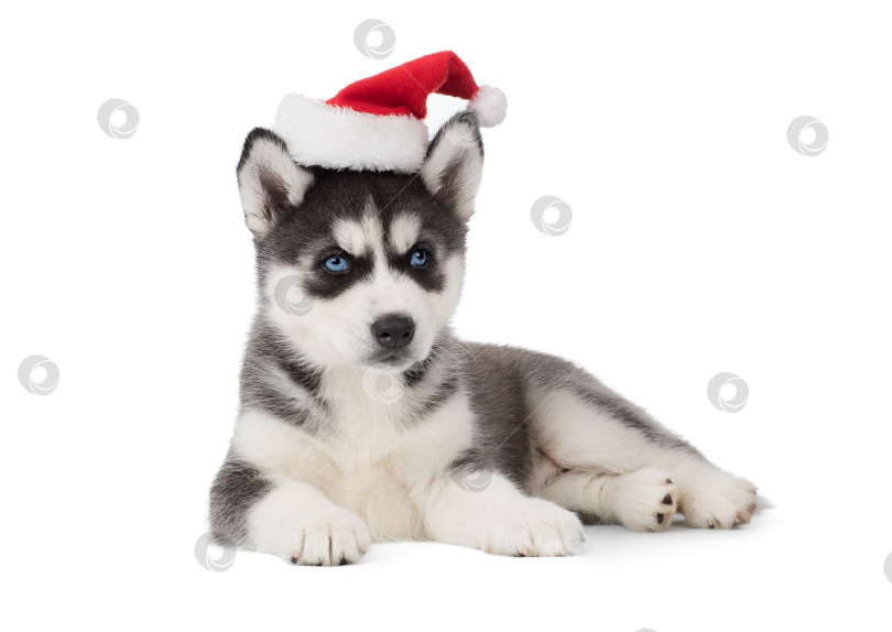 Скачать Новогодний щенок с голубыми глазами фотосток Ozero