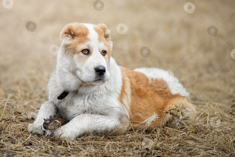 Скачать Очаровательный щенок Алабая фотосток Ozero