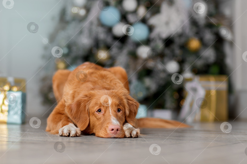 Скачать Собака в Новогоднем интерьере фотосток Ozero