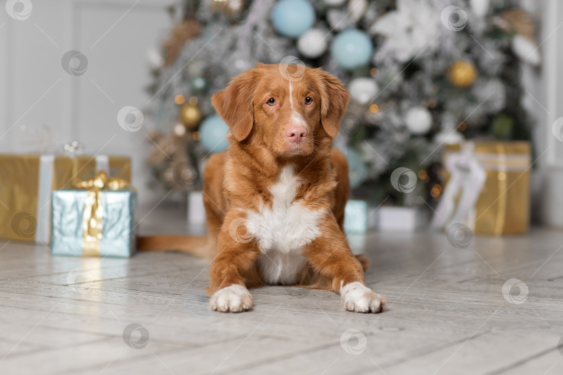 Скачать Собака в Новогоднем интерьере фотосток Ozero