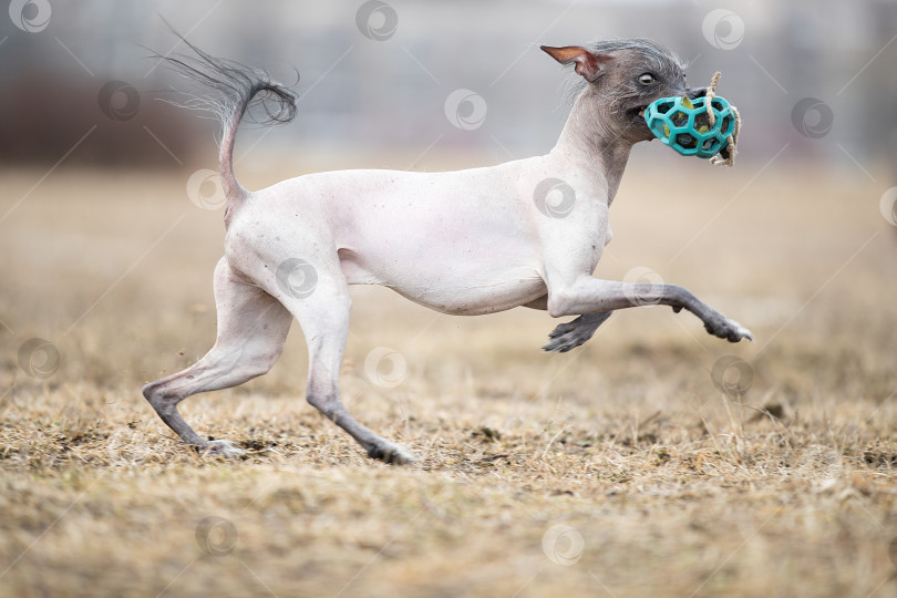 Скачать Забавная собака с мячиком фотосток Ozero