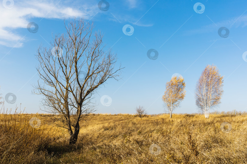 Скачать Осенний сельский пейзаж в солнечный день, сухое дерево и две березы в поле фотосток Ozero