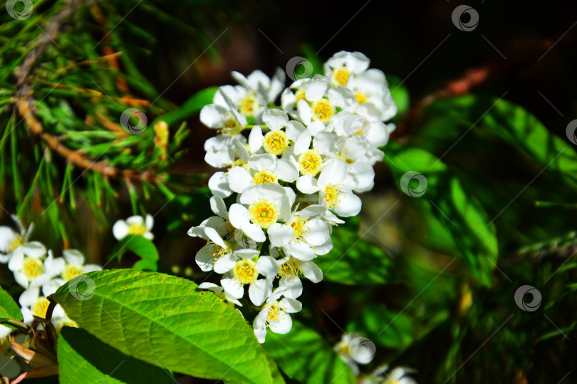 Скачать Белые цветы черемухи (Prunus padus) весной фотосток Ozero