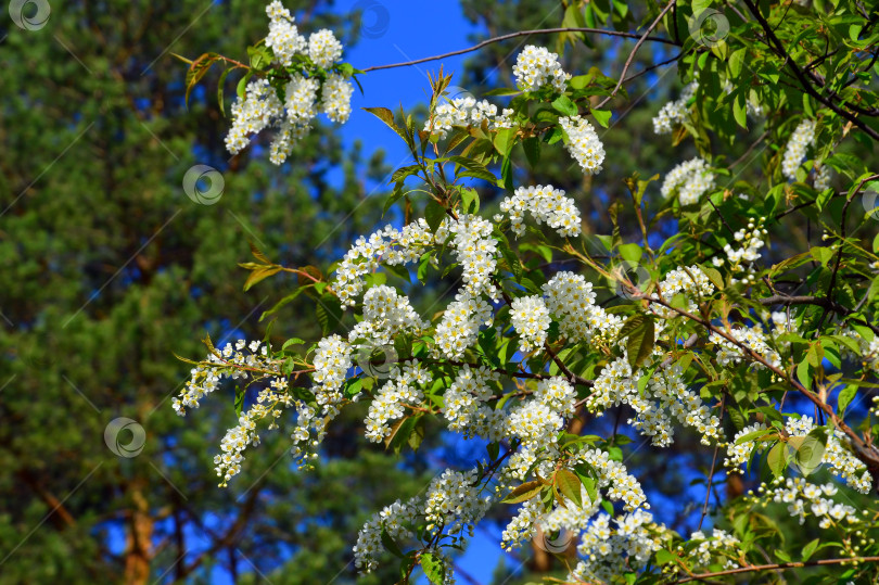 Скачать Белые цветы черемухи (Prunus padus) весной фотосток Ozero