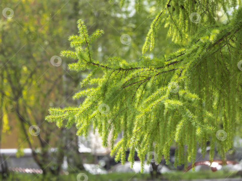 Скачать Лиственница фотосток Ozero