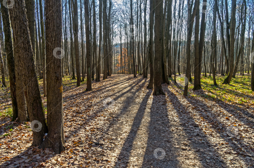 Скачать Осенний лес с подсветкой. фотосток Ozero
