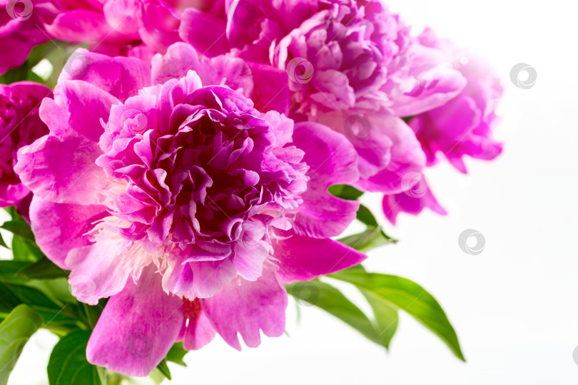 Скачать Розовые цветы пиона крупным планом. фотосток Ozero