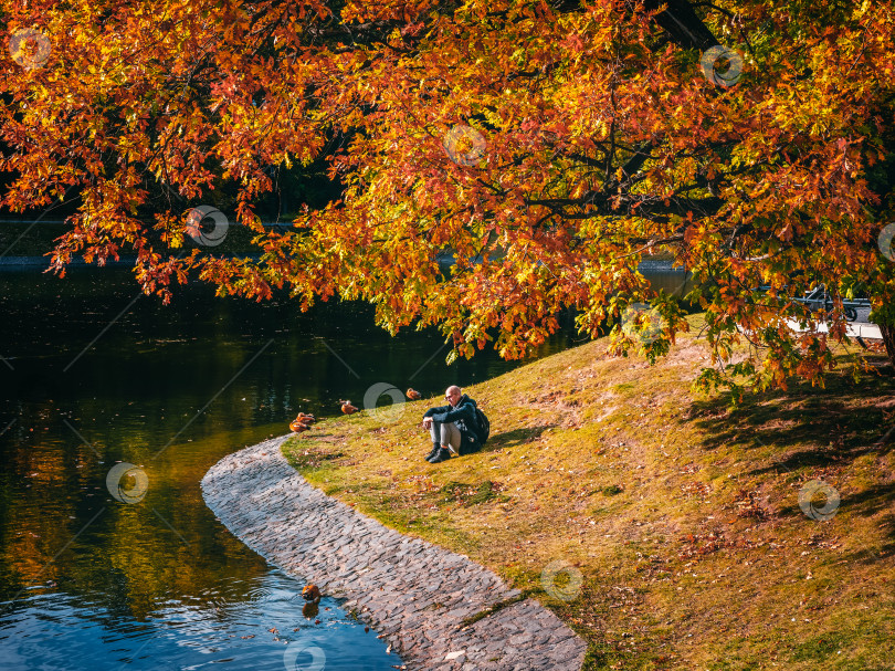 Скачать Одинокий мужчина задумчиво сидит на берегу пруда среди уток под большим осенним деревом. фотосток Ozero
