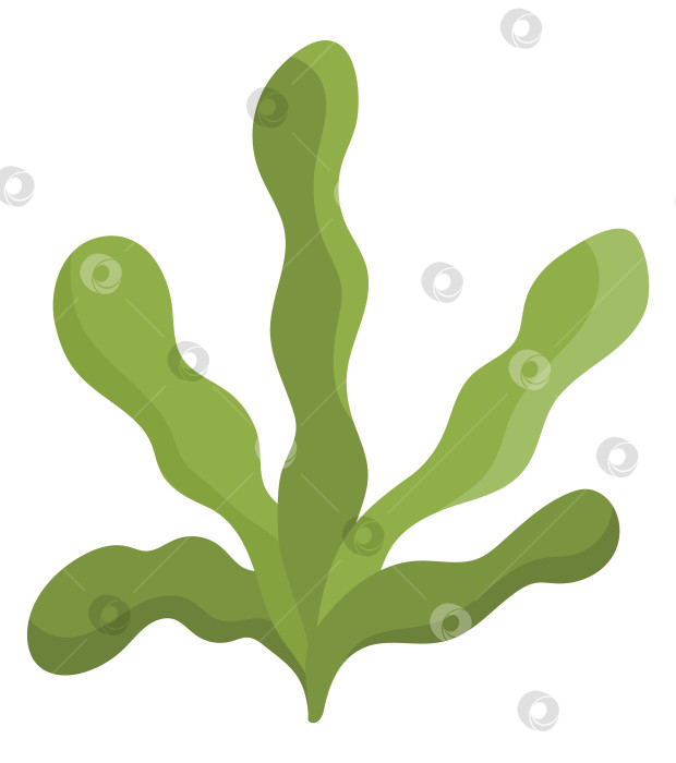 Скачать Векторный значок зеленых морских водорослей. Иллюстрация "Под водой" с милыми водорослями. Клипарт океанического растения. Мультяшный подводный или морской клип-арт для детей, изолированный на белом фоне фотосток Ozero